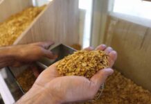 Tobacco exports increase by 137pc
