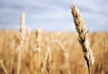About 430,000 tonnes wheat imported, more on the way: minister