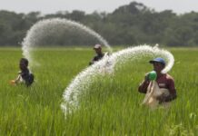 Food Security Ministry launches markup subsidy scheme for agriculture sector