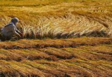 Covid-19, locust swarms disrupt Pakistani farmers’ income, productivity: ADB