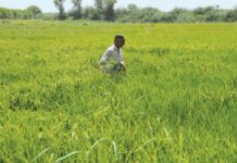 Sindh govt plans insurance of crops through commercial banks, companies