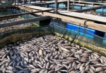 KP Fisheries Dept fails to utilise ADP funds in first quarter