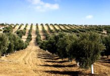 KP govt distributes free saplings among Bajaur farmers to promote olive cultivation