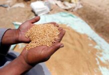 KP farmers lament high cultivation costs