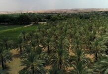 Thatta extraction plant starts palm oil production