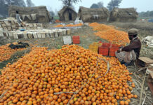 PFVA to hold conference on kinnow to boost production, export