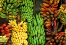 Pakistan develops two new varieties of banana