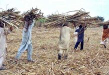 Bahawalpur farmers demand action against ‘middlemen’ hampering sugar trade
