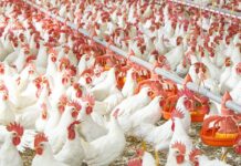Poultry producers urge govt to allow free market to determine prices