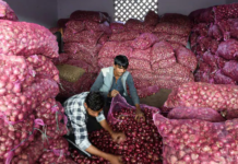 Traders to resume onion export as prices drop 50pc