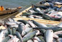 ‘Fisheries development can enhance exports’
