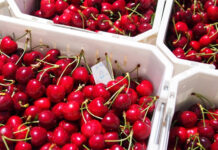 Pakistan to export cherries to China next year