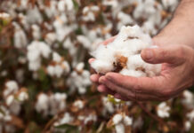 FBR withdraws 5pc regulatory duty on cotton import