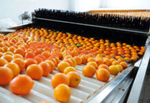 Pakistan seeks to earn $210m from kinnow export this season