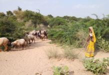 PARC, WFP to promote agriculture in desert areas