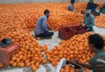 Afghanistan imposes duty on kinnow import from Pakistan