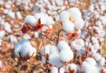 Pakistani cotton is collapsing. What does this mean for farmers and the textile industry?