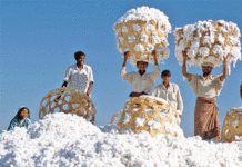 Fortnightly cotton output falls 37.6pc