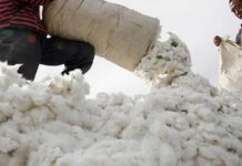 US bans cotton imports from China producer citing Xinjiang ‘slave labour’