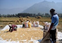 Bangladesh, India finalising first bilateral rice deal in 3 years