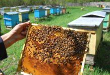 Covid-19 slashes KP honey production by 60pc