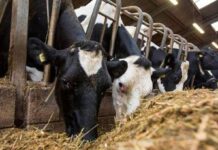 National workshop on livestock productivity tomorrow