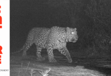 Islamabad man cleverly escapes leopard by convincing it that it was from older video from Himachal Pradesh