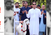 Holy Cow relieved as Imran sacrifices holy goat