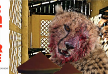 Don’t know any general, says leopard in written statement